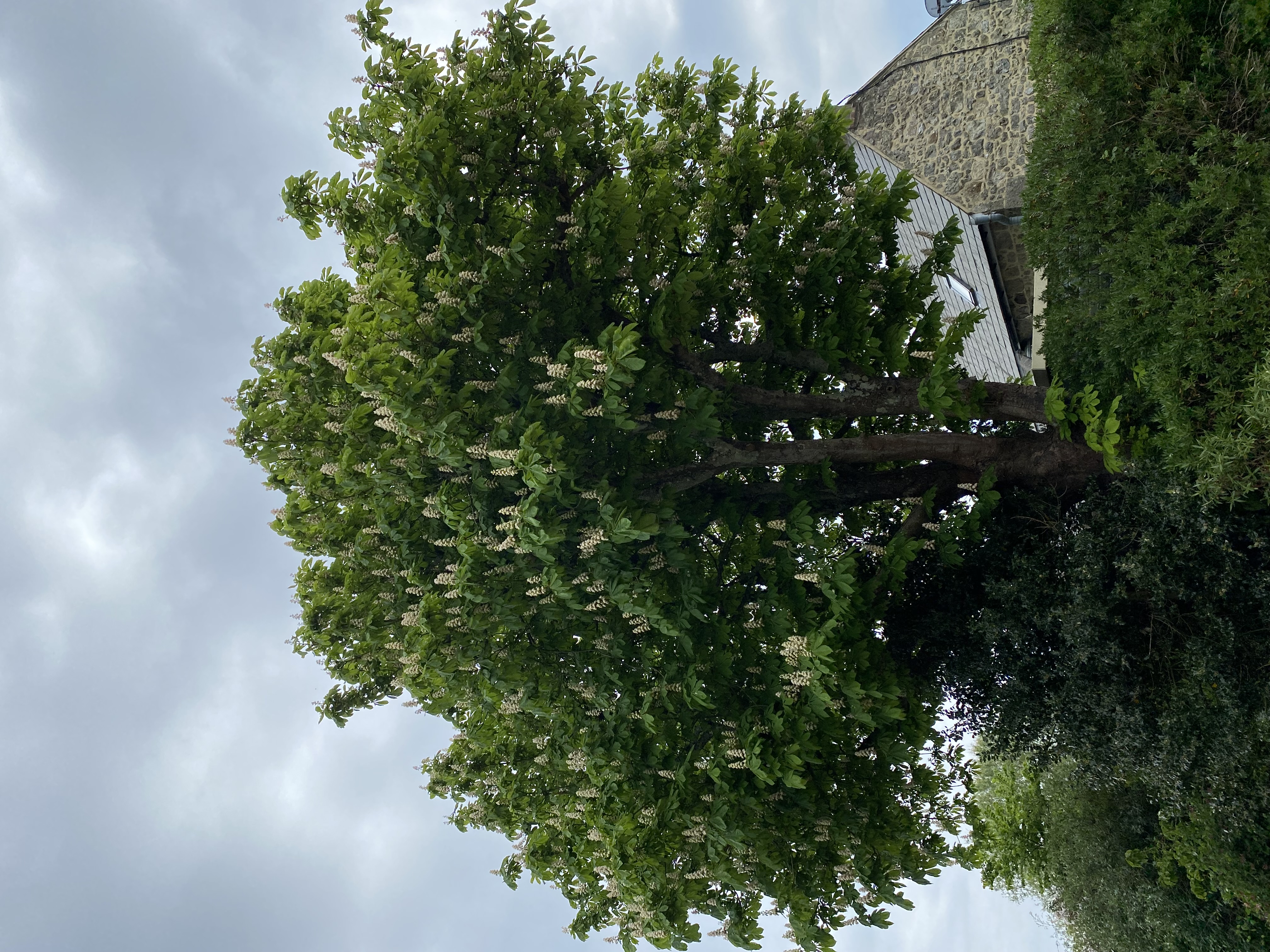Tree image