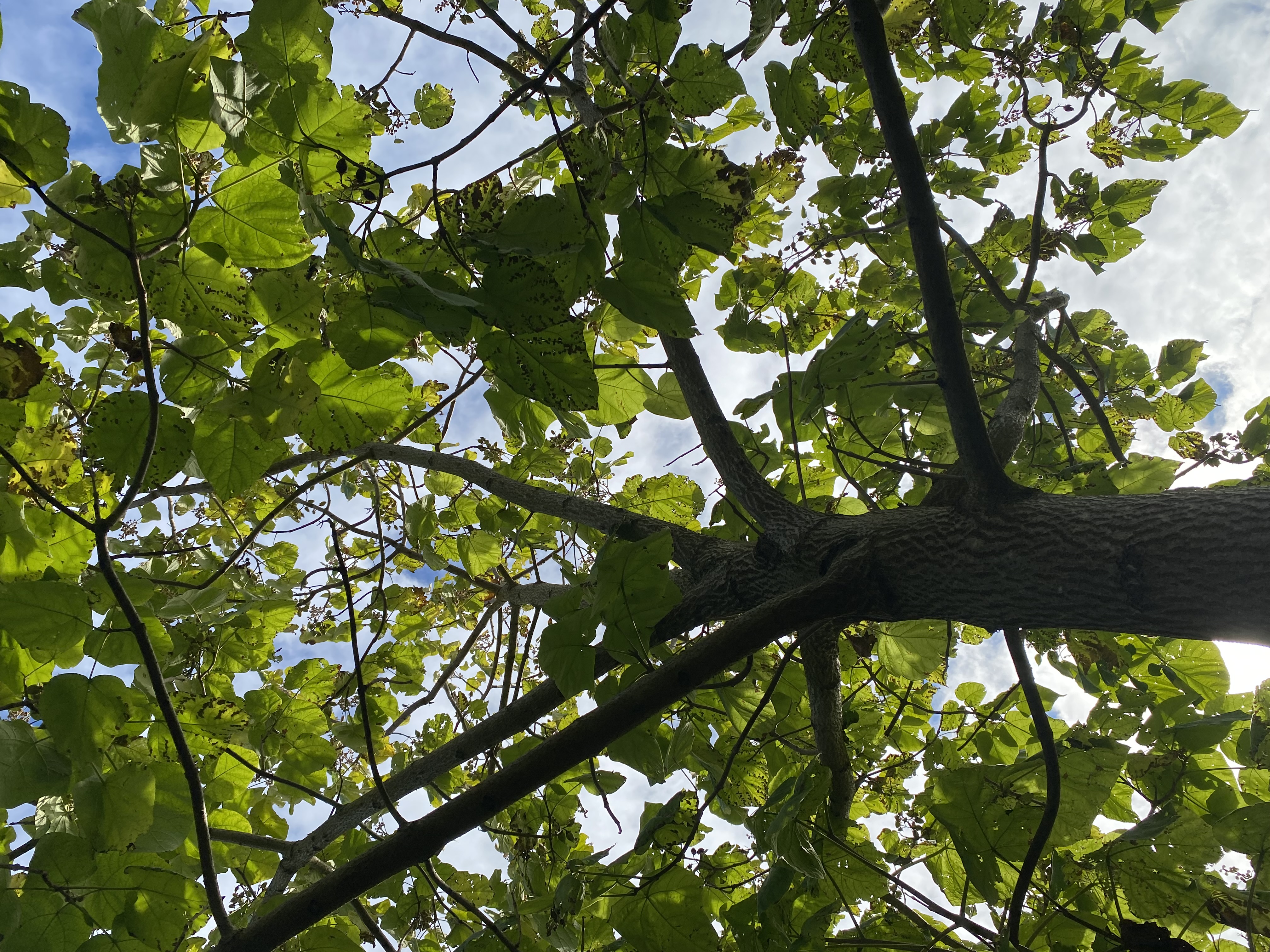 Tree image