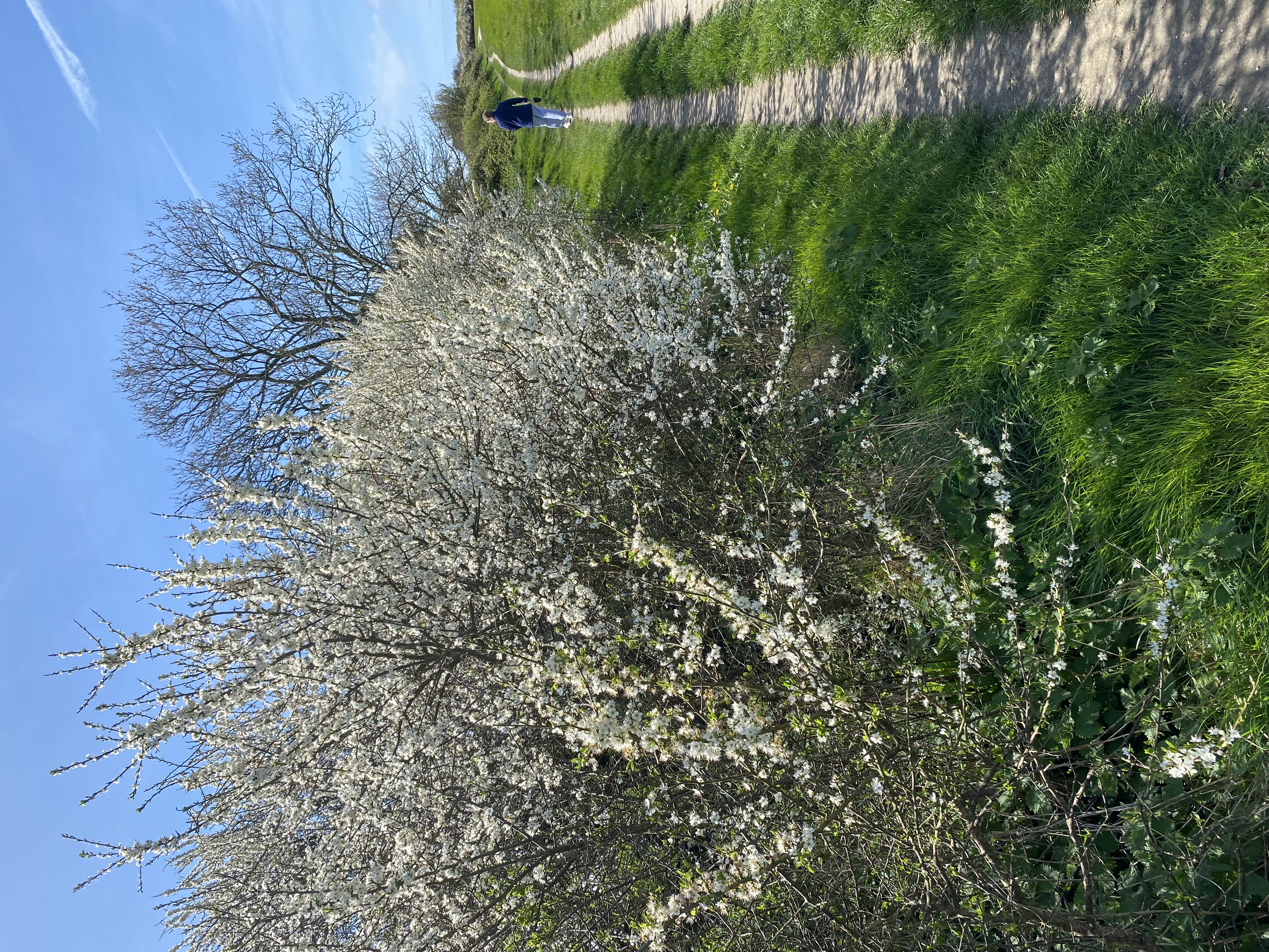 Tree image