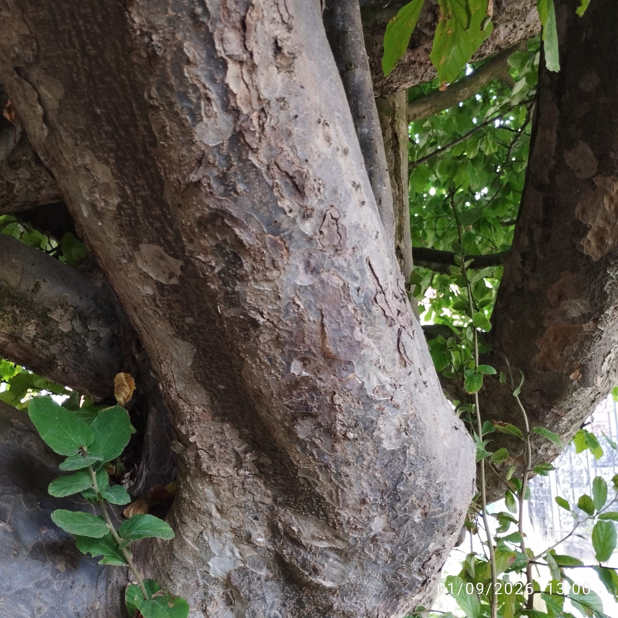 Tree image