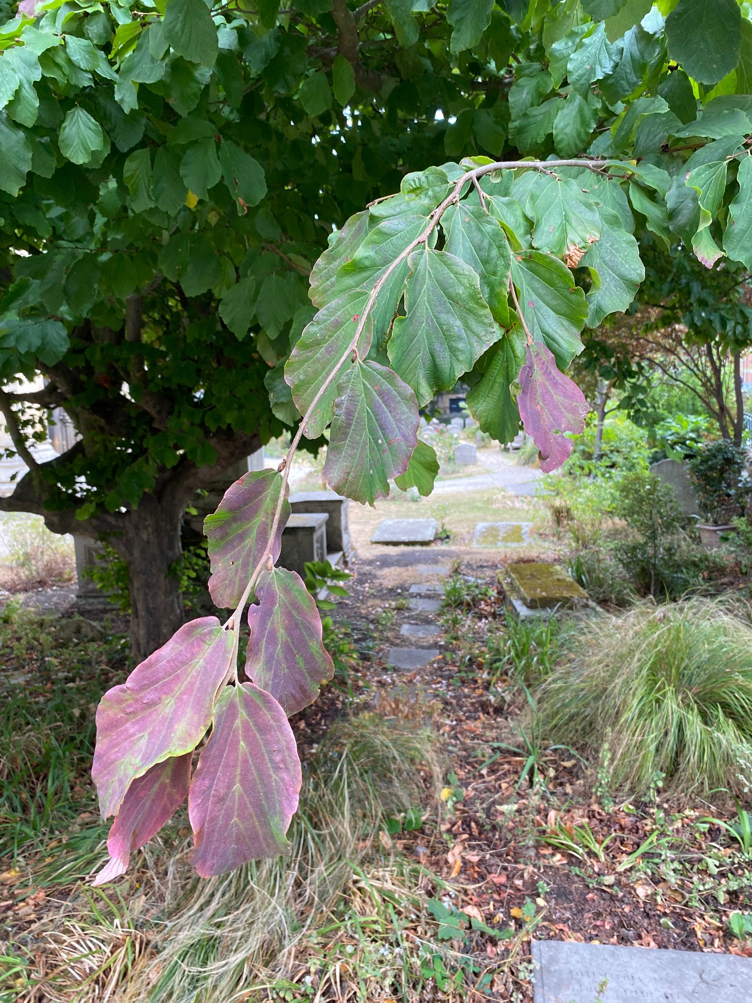 Tree image