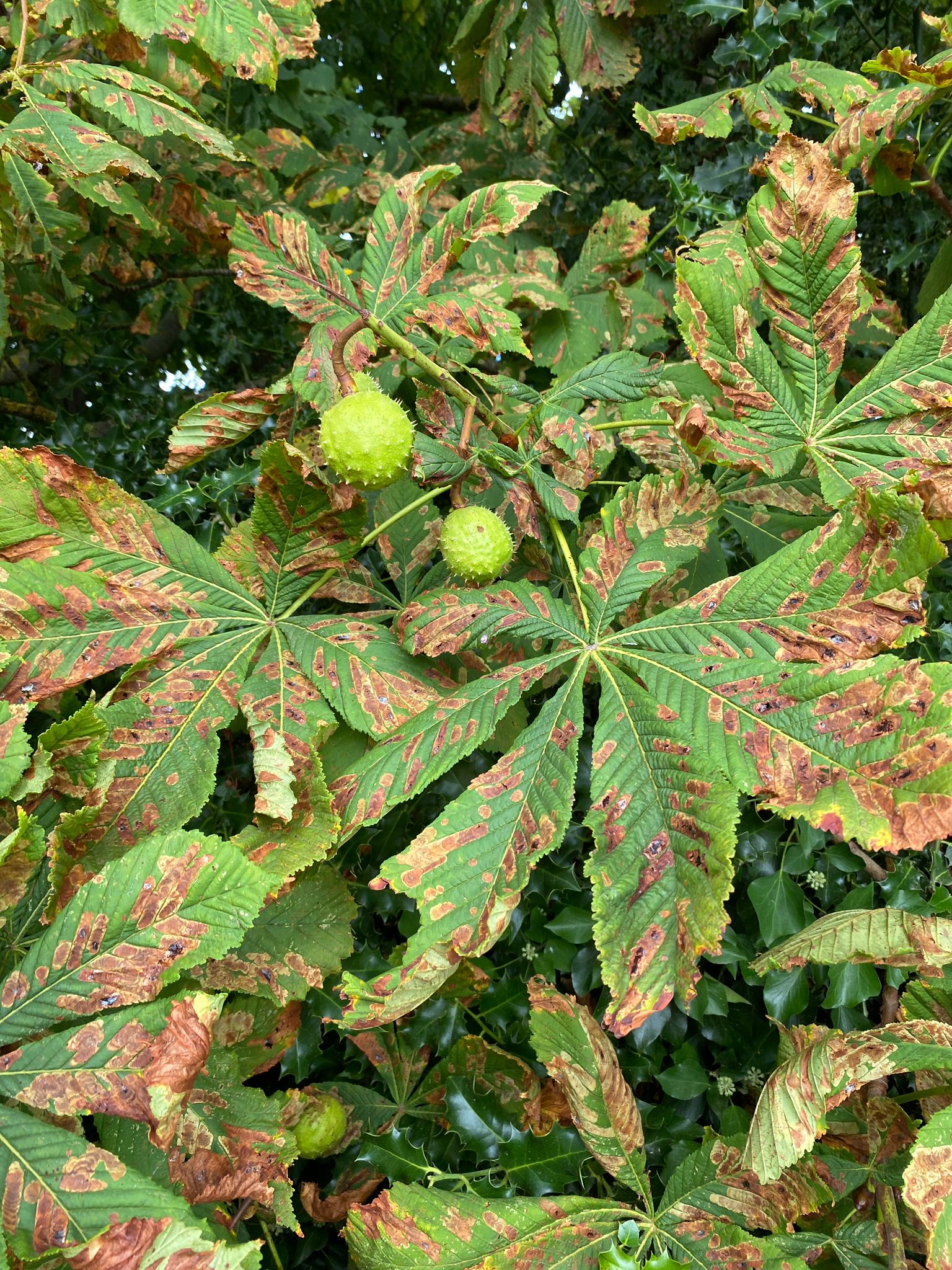 Tree image